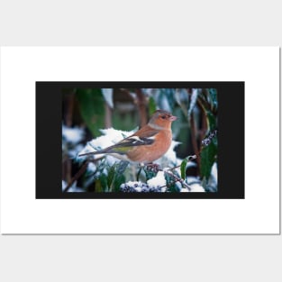 Male Chaffinch Garden Bird Posters and Art